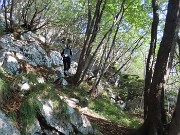 14 Nel bosco affiorano rocce 